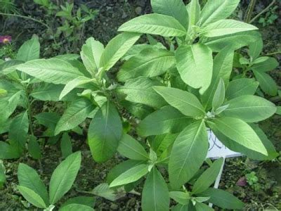 Naturasanavit: SAMBONG : (Blumea balsamifera).